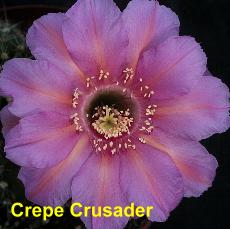 Crepe Crusader.4.1.jpg 